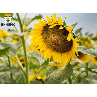 Соняшник на полі з логотипом ВНІІМК у кутку - Консул