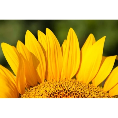 Сонячна квітка на фоні зеленого поля - Корона