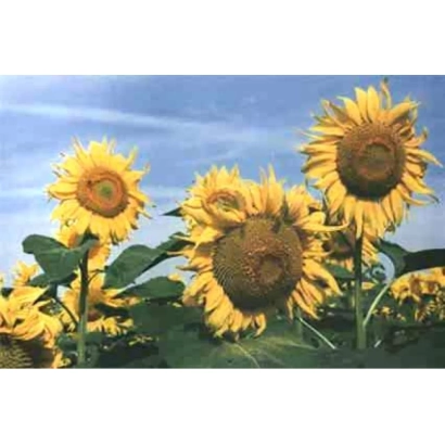 Солнечные цветы подсолнечника на фоне голубого неба - Ковчег