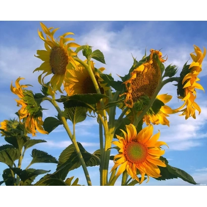 Солнечные цветы подсолнечника на фоне голубого неба - Краян