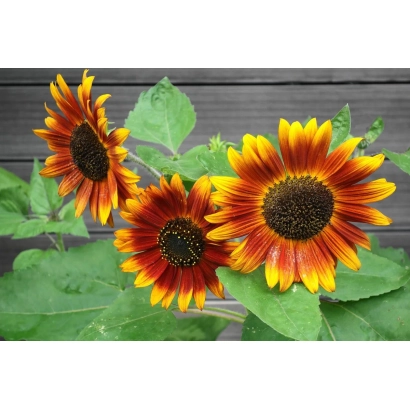 Солнечные цветы подсолнечника на фоне деревянной стены - Красень