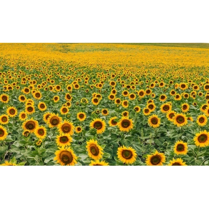 Поле подсолнечника, соответствующее категории Подсолнечник - Красотка РМ