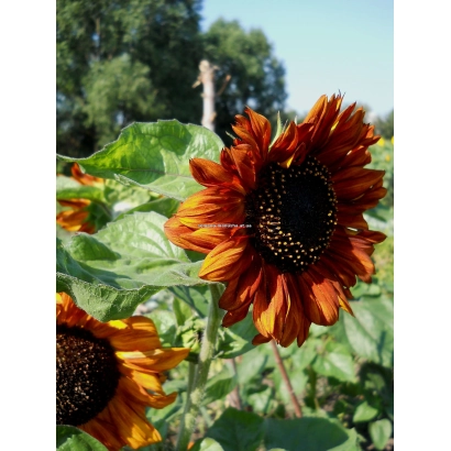 Солнечник на поле - Красотка