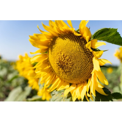 Sunflower in field, matches category Sunflower - Kremen