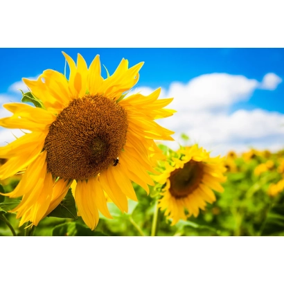 Солнечник на фоне голубого неба с облаками - Кремона