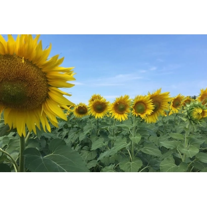 Поле соняшника на фоні блакитного неба - Крос