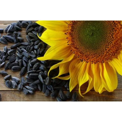 Sunflower with seeds krupnyak on wooden surface