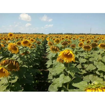 Поле подсолнечника на фоне голубого неба - КУБА