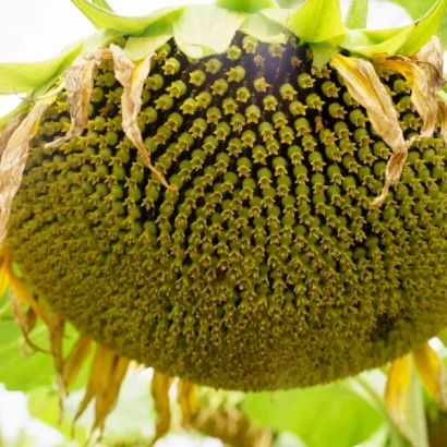 Созревший подсолнечник, соответствующий категории Подсолнечник - КУЛУНДИНСКИЙ 1