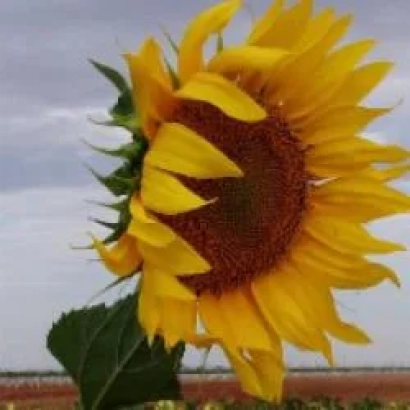 Sunflower KWS - Helia 06 F1 in field