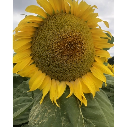 Соняцелист на полі - КВС ДАНІЕЛЕС КЛ