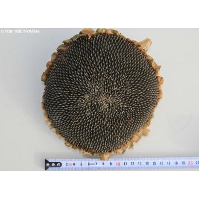 Срез подсолнечника сорта КВС Драгон