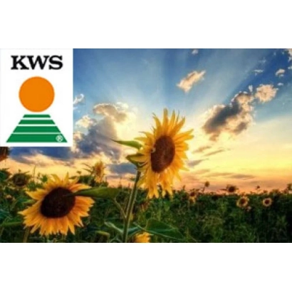 Поле подсолнечника на закате с логотипом KWS в углу. - КВС Гелия 04