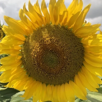 Солнцелист крупным планом на фоне неба - КВС ВИВАНТЕС