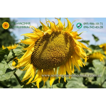 Соняцник Л 11 на полі