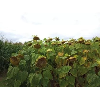 Поле соняшника Л 18 01 С