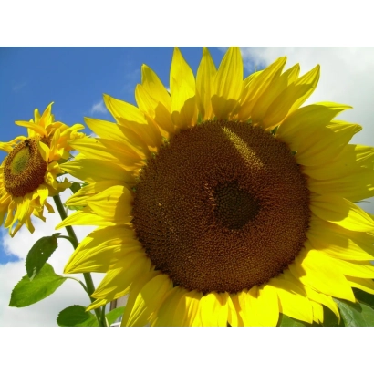 Соняшник на фоні неба - Л 4 А
