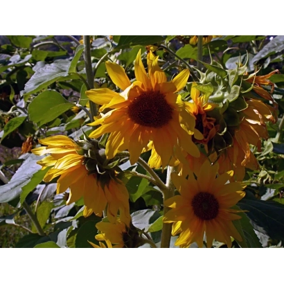 Сонячні квіти соняшника на тлі зелених листя - Л 812