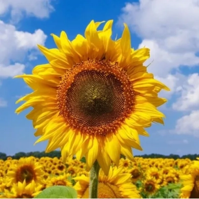 Поле соняшника з великою квіткою на передньому плані під блакитним небом - Ламборгіні