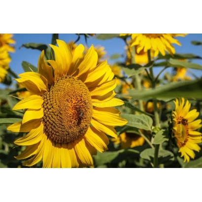 Солнечник на фоне неба - Латино