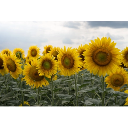 Поле соняшника під хмарним небом - ЛАВРУС