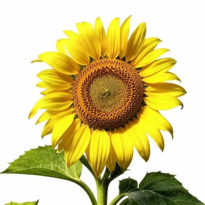Соняшник на білому фоні - ЛБ 07 РФ