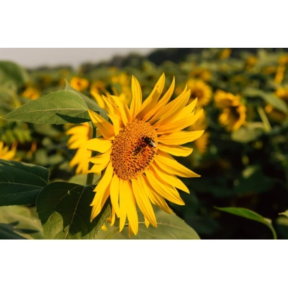 Поле соняшника з великою квіткою на передньому плані - ЛГ 50270