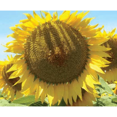 Соняшник на полі, без назви продукту - ЛГ 50300