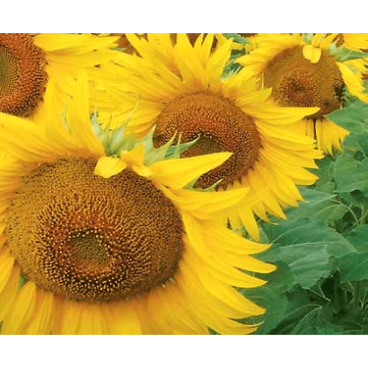 Соняшник на полі, крупний план квітів - ЛГ 50479 СХ