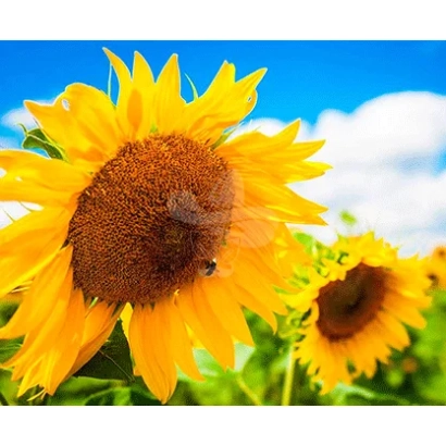 Соняшник на фоні блакитного неба - ЛГ 50500