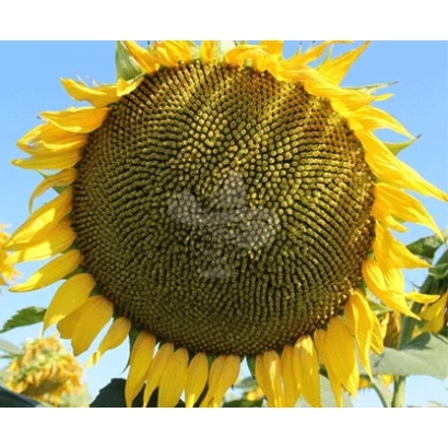 Соняцник на фоні неба - LG 50541 КЛП