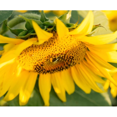 Соняшник на полі - ЛГ 50585