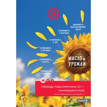 Гібрид соняшника ЛГ 51234 А на фоні соняшників