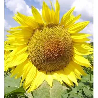 Солнечный цветок на фоне неба, без названия продукта - ЛГ 5445