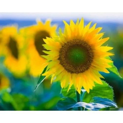 Поле соняшника без тексту - ЛГ 5452 ХО КЛ