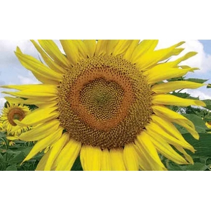 Соняшник на полі - ЛГ 5463 КЛ