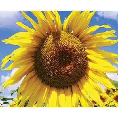 Соняшник на фоні неба - ЛГ 5485