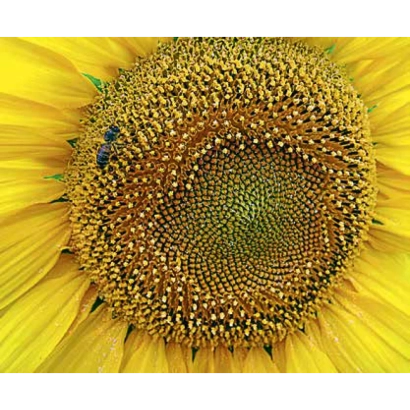 Макросъёмка цветка подсолнечника без текста - ЛГ 5634