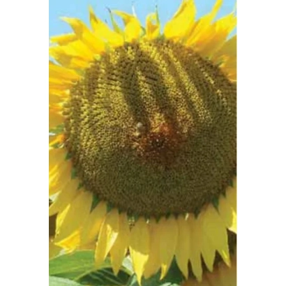 Sunflower close-up showing petals and flower center - LG 56.35