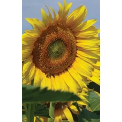 Sunflower close-up against sky background - LG 56.58 CL