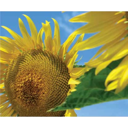 Солнечник на фоне голубого неба - ЛГ 5665 М