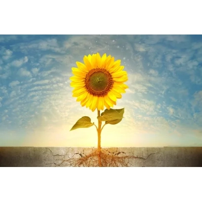 Sunflower against a sky background, representing sunflower - LG 5670M