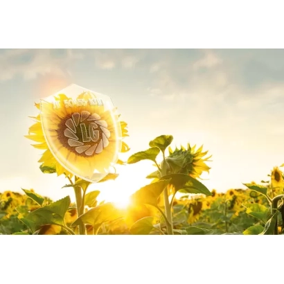 Сонячне поле підсонячників на заході - ЛҐ 751234 А