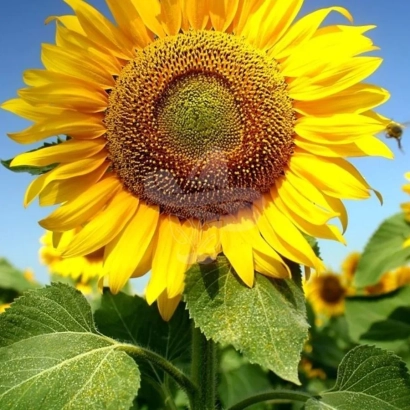 Солнечник на фоне голубого неба - ЛГ50514