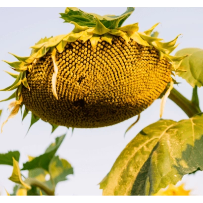 Созревший подсолнечник сорта ЛГ50609 СХ на фоне неба