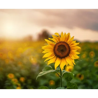 Поле подсолнечника на закате - ЛГ50689 СХ