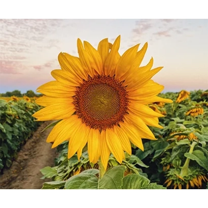 Солнечное поле с крупным планом цветка подсолнечника - ЛГ50779 СХ