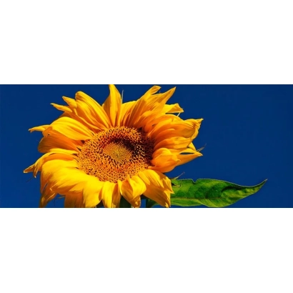 Sunflower on blue background - LG5370