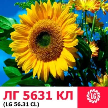 Солнцецвет ЛГ 5631 КЛ на фоне поля - ЛГ5631 КЛ
