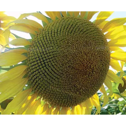 Солнцецвет LG5662 на поле - ЛГ5662